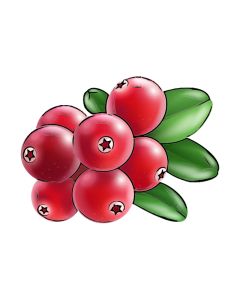 Cranberry bes sorbetijs